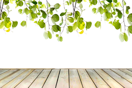 Old exterior wooden decking floor with tree leaf isolated on white backgroundの写真素材