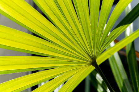 Nature green leaf background of lady palm (Rhapis exclesa plamae ) in garden