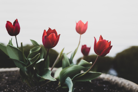 Cinematic conceptual Tulips Flower blooming in the garden with sunlightの写真素材