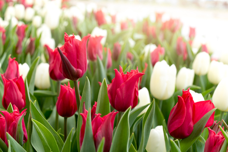 Beautiful tulips flower in in the garden with sunlightの写真素材