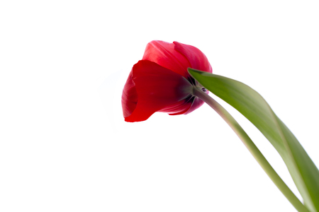 Beautiful red tulip isolated on white backgroundの写真素材
