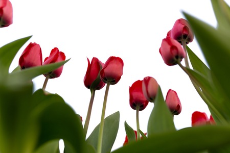 Beautiful red tulips in the garden isolated on white backgroundの写真素材