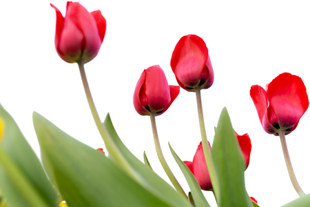 Beautiful red tulips in the garden isolated on white backgroundの写真素材