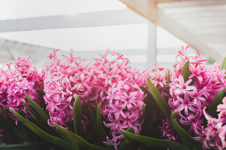 Cinematic pink flowers background with sunlight in the gardenの写真素材