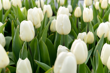 Beautiful white tulips Flower background with sunlightの写真素材