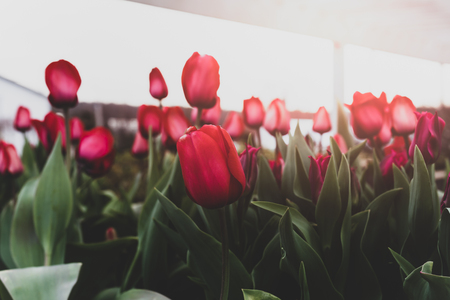 Cinematic conceptual Tulips Flower blooming in the garden with sunlightの写真素材