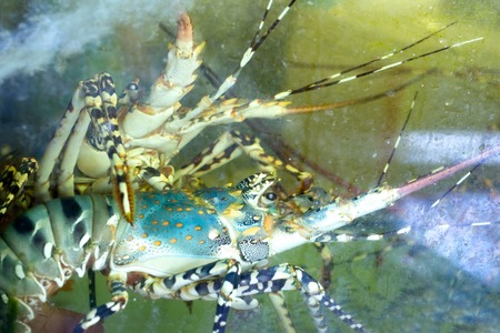 Colorful lobster in aquarium tank at the seafood market.の写真素材