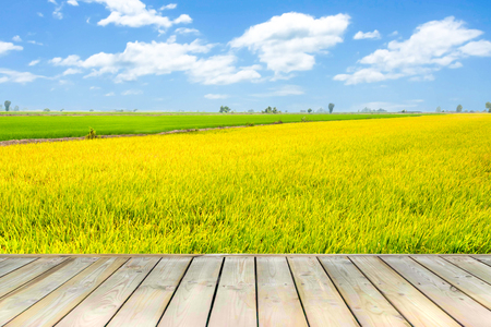 Wooden deck with beautiful color rice filed in blue sky and white cloud.の写真素材