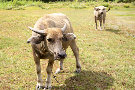 Two water buffalos on the grass in nature.の写真素材