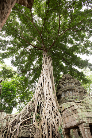 Ta Prohm temple with giant tree roots covered at Siem Reap, Cambの写真素材