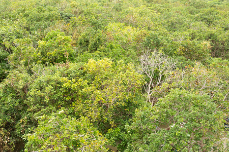 Top view of green mangrove as a background.の写真素材
