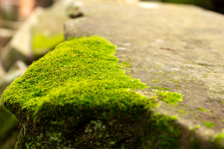 Close up stones with green moss in the forest.の写真素材