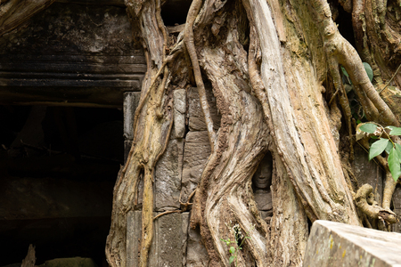 Small Buddha head surrounded by tree roots at Ta Prohm Temple.の写真素材