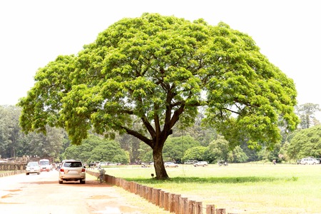 Tourists car relaxing in shadow of big tree in Siem Reap Cambodia