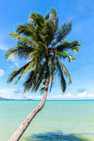 Coconut tree on the ocean against blue sky in koh samui island in Thailandの写真素材