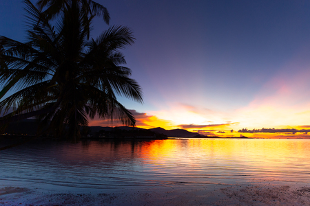 Silhouette coconut palm tree with sunset over the sea in koh samui islandの写真素材