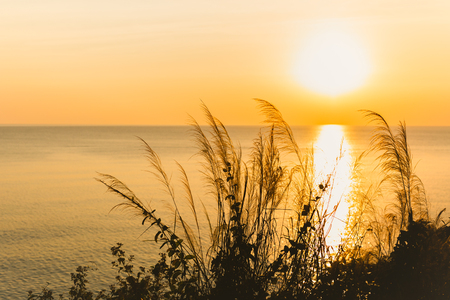 Grass flower with nature sunset Sunrise over ocean.の写真素材