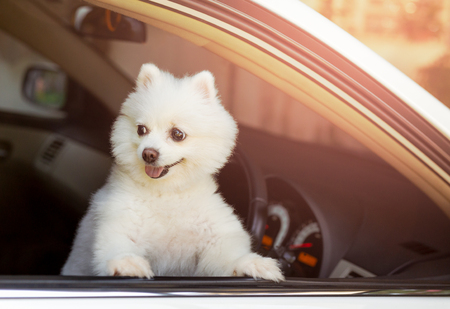 White Pomeranian dog looking out of the car window waiting for owner.の写真素材