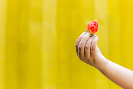 Boys hand holding fresh strawberries isolated on yellowの写真素材