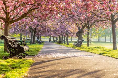 Benches on a path with green grass and cherry blossom or sakura flower.の写真素材