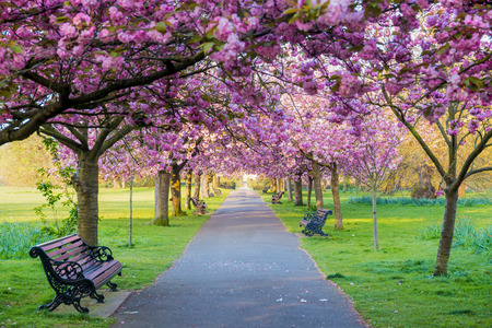 Benches on a path with green grass and cherry blossom or sakura flower.の写真素材