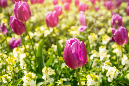 Selected focus pink tulip flower in the garden with sunlight.の写真素材