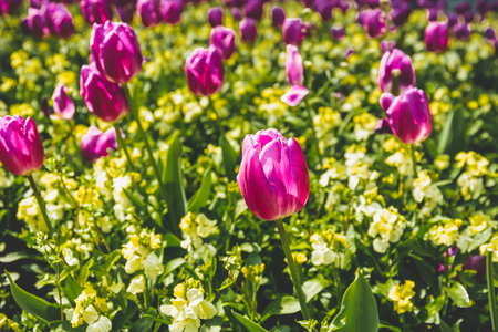 Selected focus pink tulip flower in the garden with sunlight.の写真素材