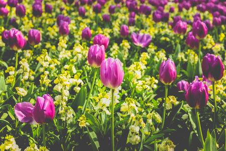 Selected focus pink tulip flower in the garden with sunlight.の写真素材
