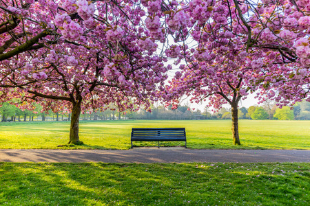 Benches on a path with green grass and cherry blossom or sakura flower.の写真素材