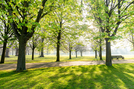 Tree in the park with sunlight  and shadow in the park early in the morning.の写真素材