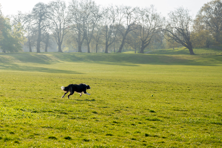 Border collie dog running get a ball in the park in the morning.の写真素材