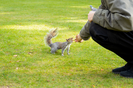 Squirrel taking nuts from mans hand in the park.の写真素材