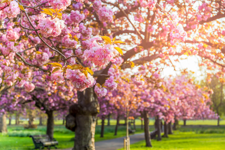 Cherry blossoms full bloom with morning sunlight in summer.の写真素材