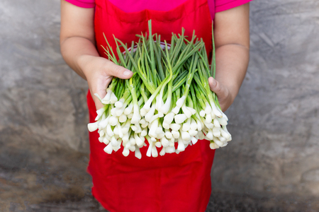Woman hand holds fresh green spring onions on greyの写真素材