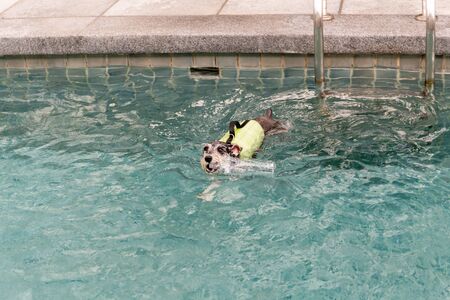 Biewer Yorkshire Terrier puppy dog swiming playing with bottle.の写真素材