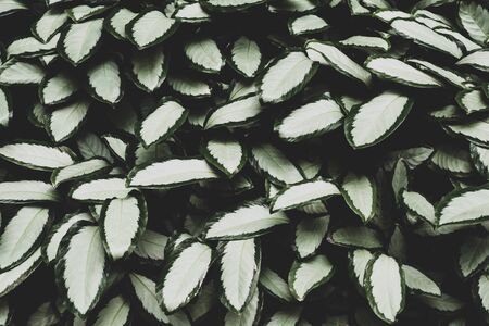 Top view of green leaves plant  and pattern.の写真素材