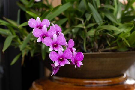 Beautiful purple orchid blooming in the garden.の写真素材