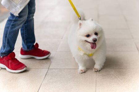Young boy walking with pomeranian dogs outside the building.の写真素材