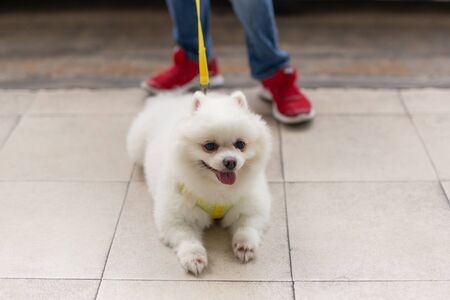 Beautiful white pomeranian lying down on the floor with young holding a leash.の写真素材