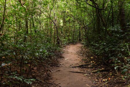 Nature environment walking trail in tropical forest.の写真素材