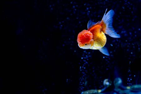 Oranda Goldfish swimming in the tank with oxygen bubbles.の写真素材