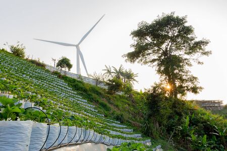 Agriculture strawberry farm with windmill energy power on mountain slope.の写真素材