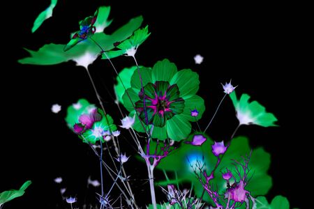 Abstract cosmos flower petals color with effects in black background.の写真素材