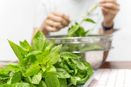 Sweet basil leaf on a tray with woman pinching the leafの写真素材