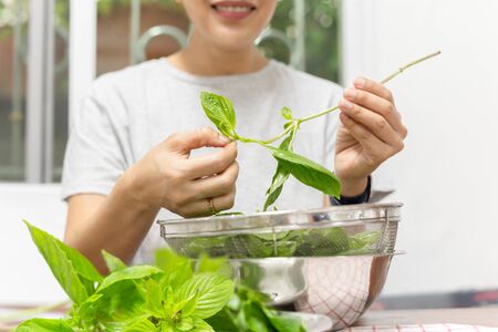 Food preparing with woman hand pinching sweet basil leaf in kitchen table.の写真素材