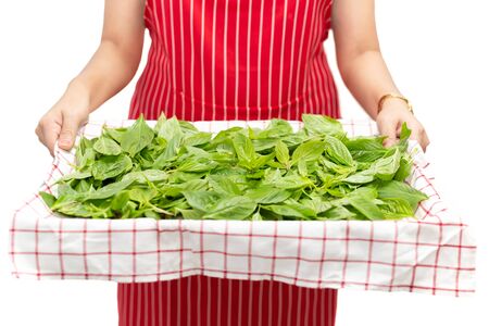 Woman holding tray with sweet basil leaf isolated in backgroundの写真素材