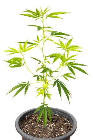 Marijuana plant in plastic pot isolated on whiteの写真素材