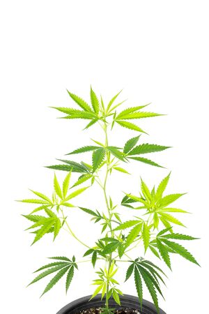 Marijuana plant in plastic pot isolated on white background.の写真素材