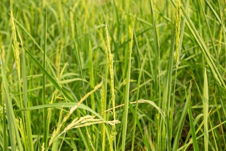 Young green rice paddy in the paddy field background patternの写真素材