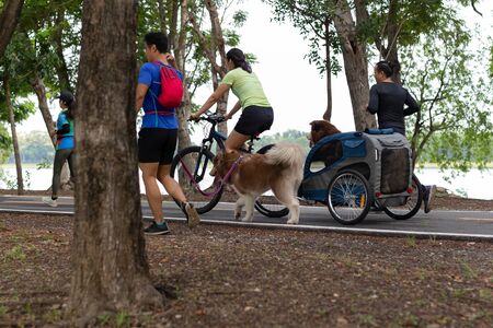 Dogs owner with Cargocycle with rain tent doing jogging exercise in the park.の写真素材